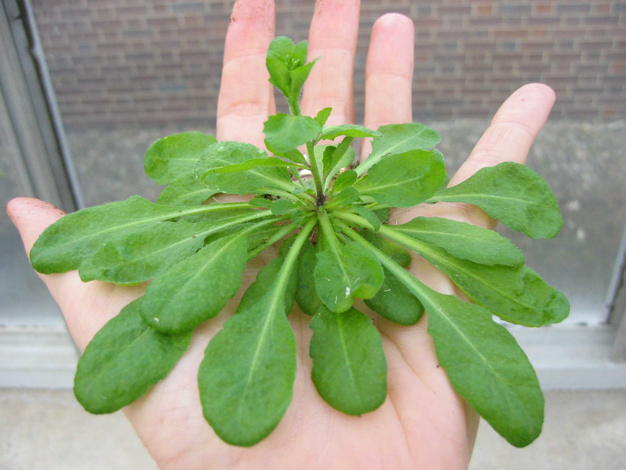 Arabadopsis thaliana
